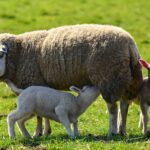 Deep knowing comes from doing ewe