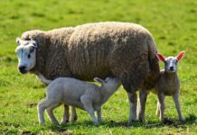 Deep knowing comes from doing ewe