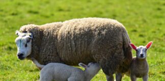 Deep knowing comes from doing ewe