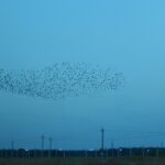 Look up at the sky, not down at your phone murmuration