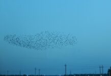 Look up at the sky, not down at your phone murmuration