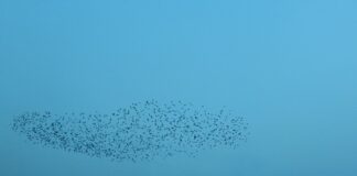 Look up at the sky, not down at your phone murmuration