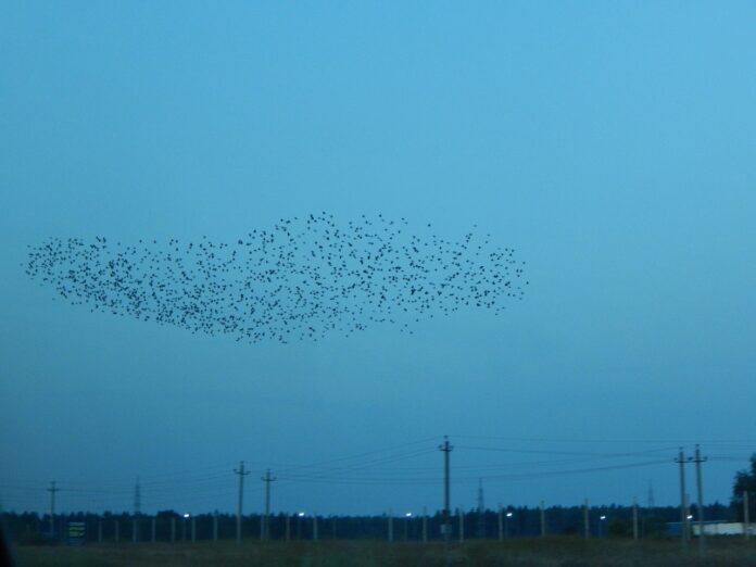 murmuration