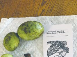 pawpaw fruits and seeds