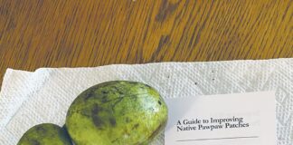 Ohio Pawpaw Festival and bees pawpaw fruits and seeds