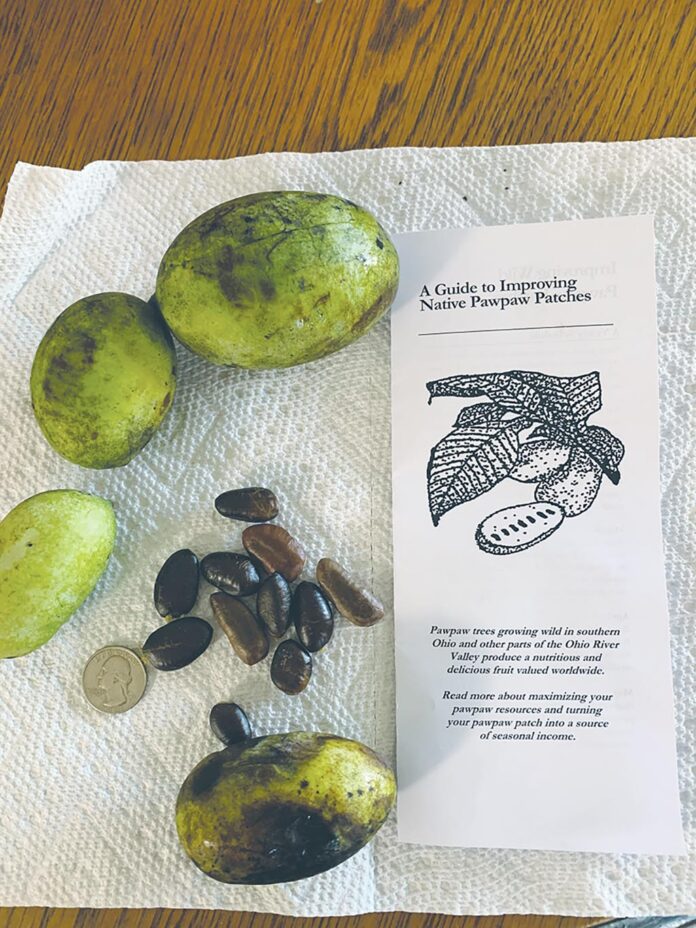 pawpaw fruits and seeds