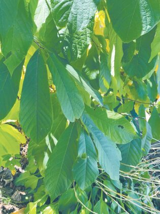 pawpaw leaves
