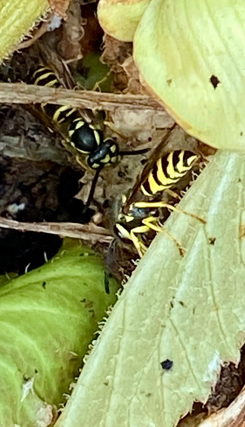 yellow jackets