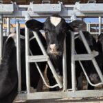 The word of the year is ‘stewardship’