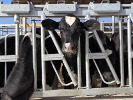 Farm policy illusions: Inside milk jargon, DOGE and Big Ag