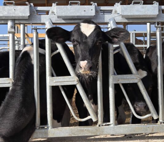 Farm policy illusions: Inside milk jargon, DOGE and Big Ag