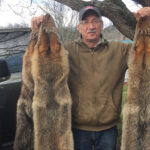 Bounties are too simple a solution for a complex problem Budzik with coyote