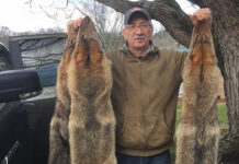 Bounties are too simple a solution for a complex problem Budzik with coyote