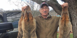 Bounties are too simple a solution for a complex problem Budzik with coyote