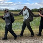 Florida fright: An invasion by invasives Burmese Python