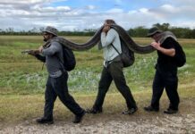 Florida fright: An invasion by invasives Burmese Python