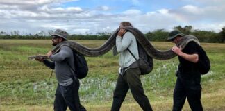 Florida fright: An invasion by invasives Burmese Python