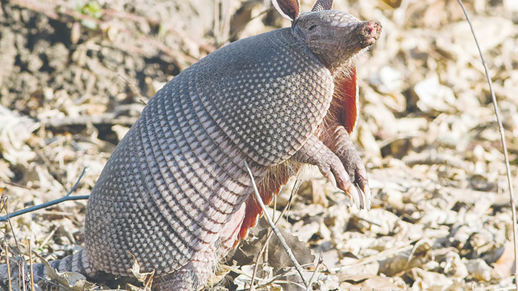 armadillo
