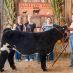 2025 Barlow Independent Fair Market Livestock Auction