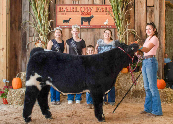 GRAND CHAMPION FEEDER CALF STEER: MACI ZIMMER
