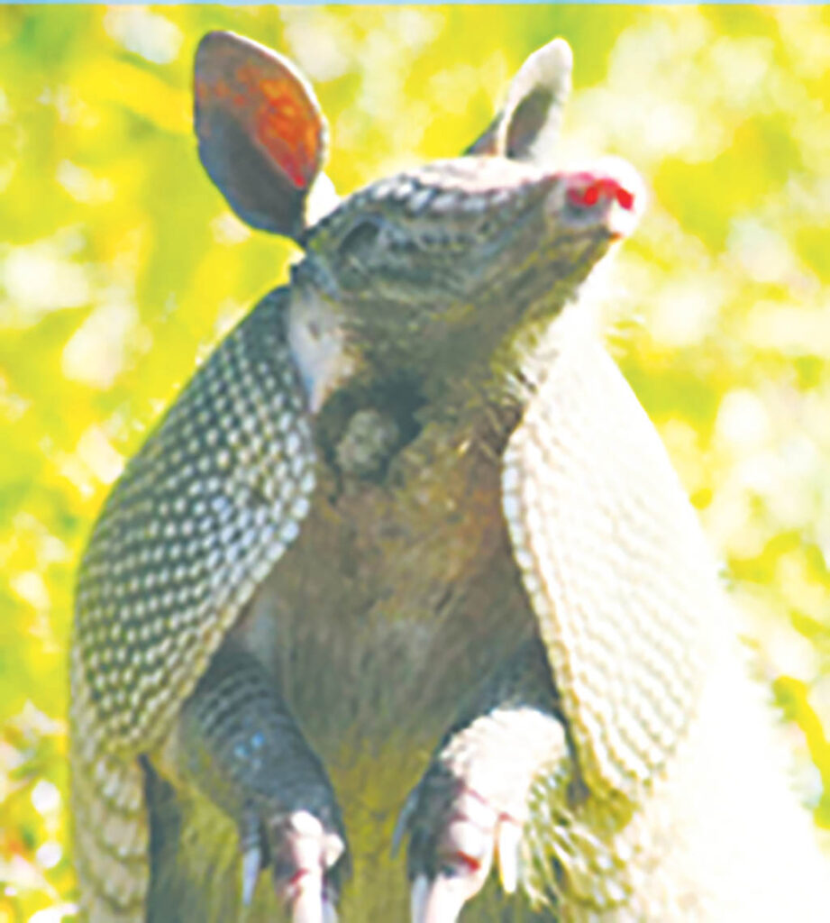 armadillo