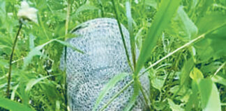 An army of amicable armadillos armadillo