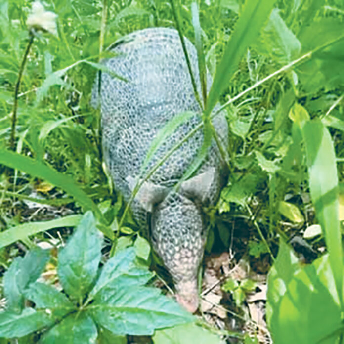 armadillo