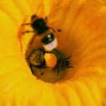 Honeybee foragers’ beehavior bees