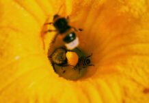 Honeybee foragers’ beehavior bees