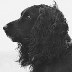 I wait for autumn briar