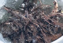 A roadmap for conservation: Inside Ohio’s 2025 wildlife wins