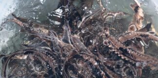 A roadmap for conservation: Inside Ohio’s 2025 wildlife wins