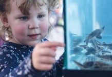 Return of sturgeon to Cuyahoga River signals water quality victory