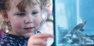 Return of sturgeon to Cuyahoga River signals water quality victory