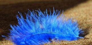 Gathering together keeps our family connections alive feather