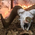 Using fire as a management tool fire