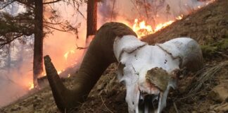 Using fire as a management tool fire