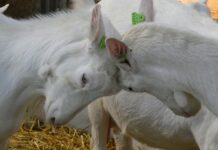 Embrace those who disagree headbutt