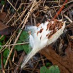 How to plant milkweed Milkweed pod