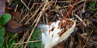 How to plant milkweed Milkweed pod