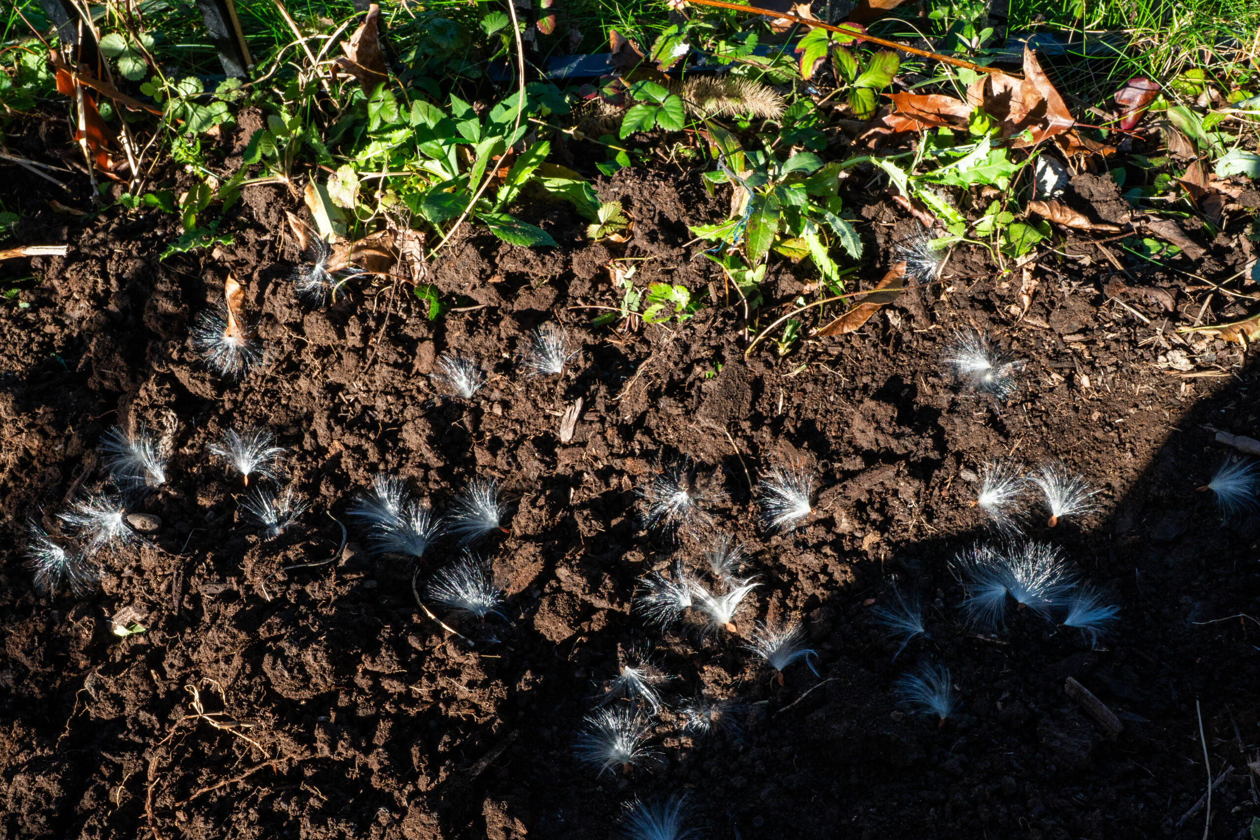 Milkweed seeds
