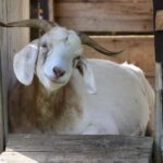 Animals bring joy, mischief smiling goat