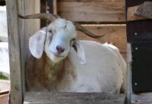 Animals bring joy, mischief smiling goat