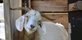 Animals bring joy, mischief smiling goat