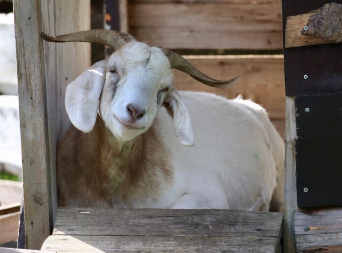 smiling goat