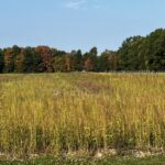 Now is the time for weed control waterhemp and beans