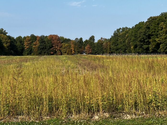 waterhemp and beans waterhemp and beans