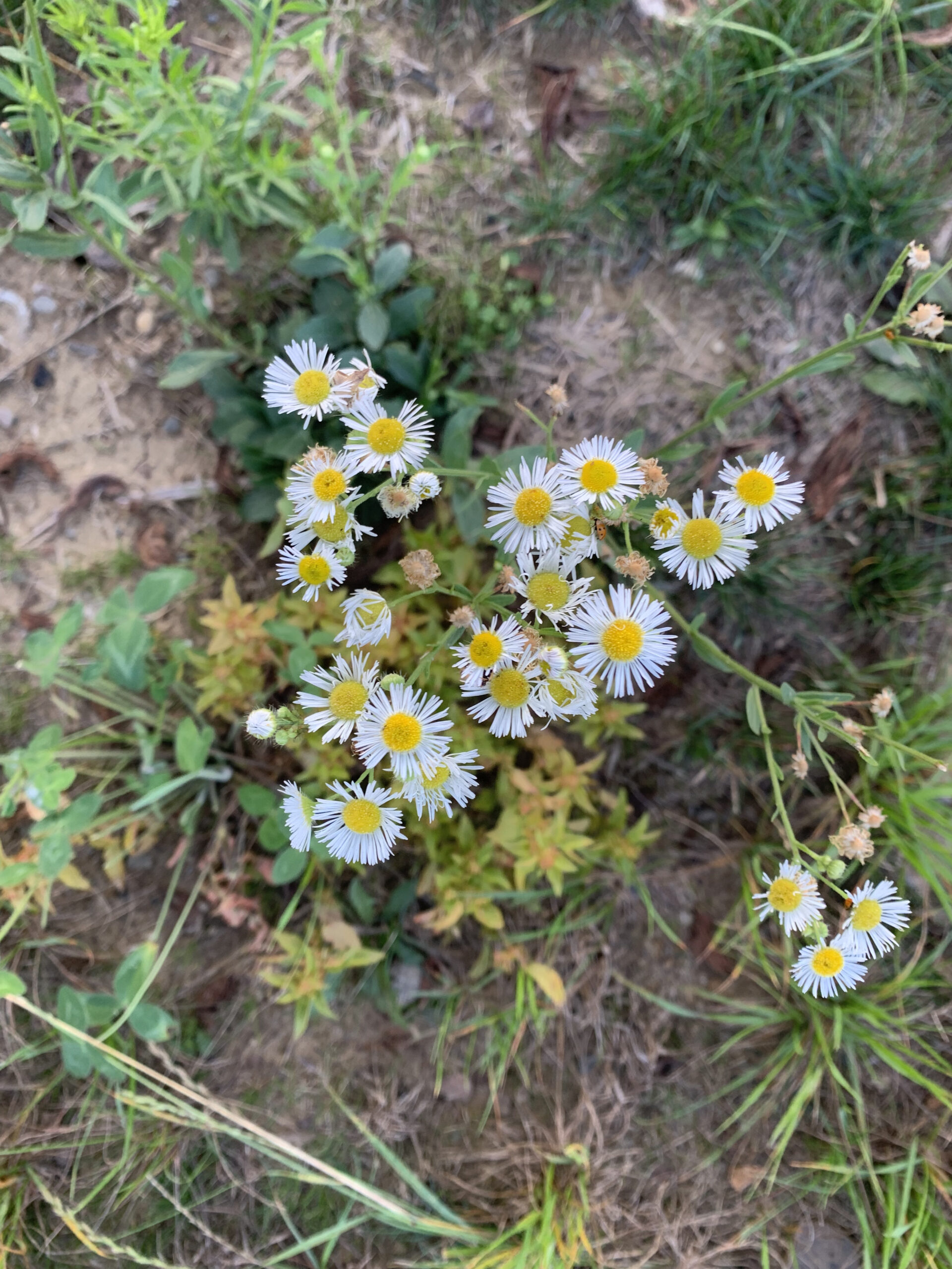 white heath aster