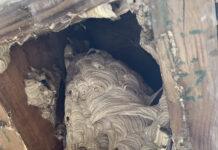 Fall hive preparation and controlling yellow jackets yellow jacket hive