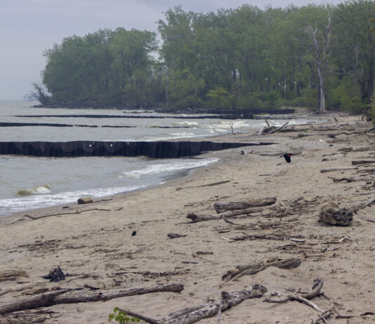 Why committing to long-term conservation remains a struggle